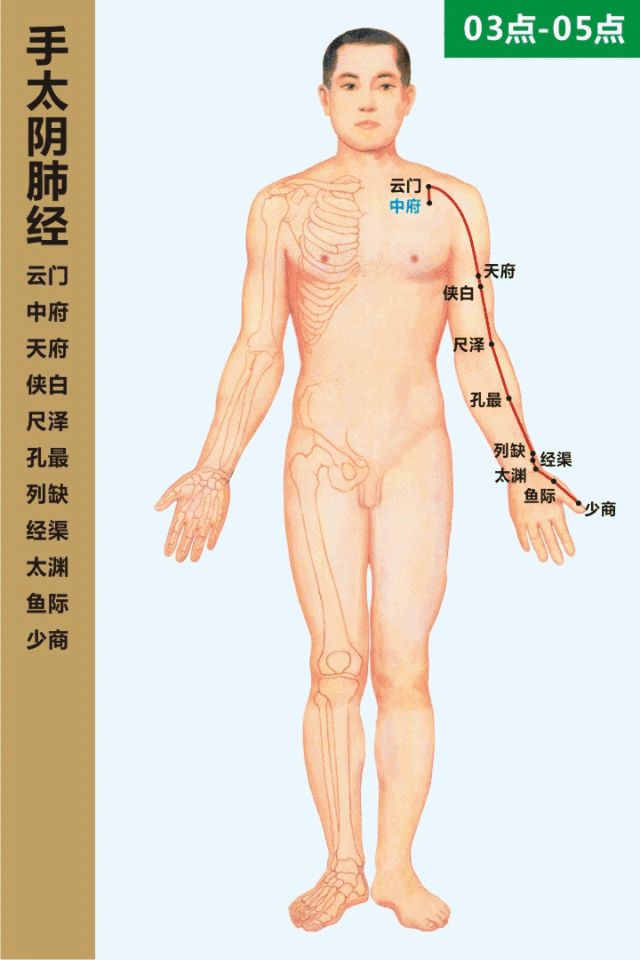 手太阴肺经循行图（真实来源）